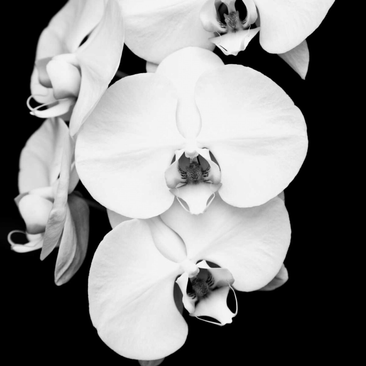 Orchid Portrait I Poster Print by Jeff Maihara - Item # VARPDX16035